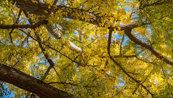 12 Days of Hooville: Ginkgo tree (desktop size)