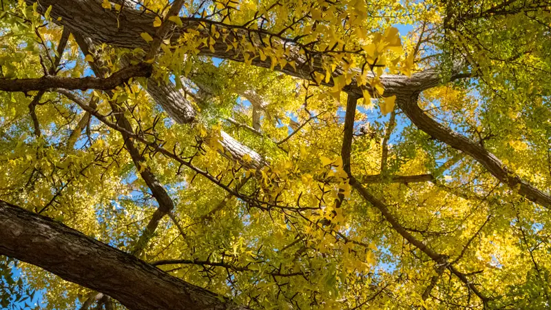 Desktop background: The Pratt Gingko