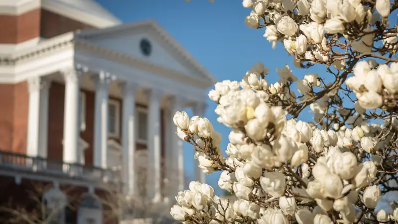 Desktop background: Magnolia blooms in front of the Rotunda