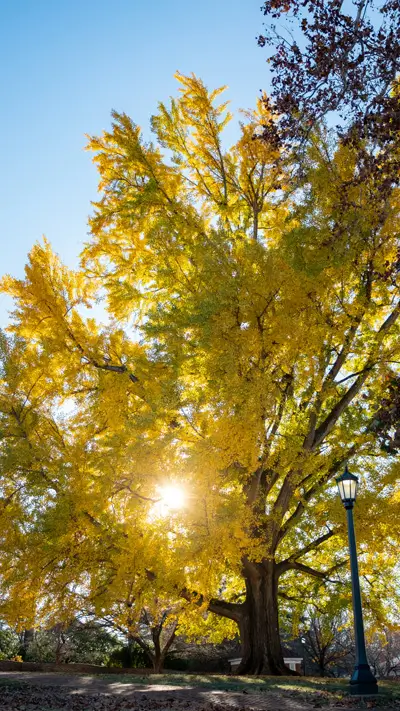 Phone background: The Pratt Ginkgo